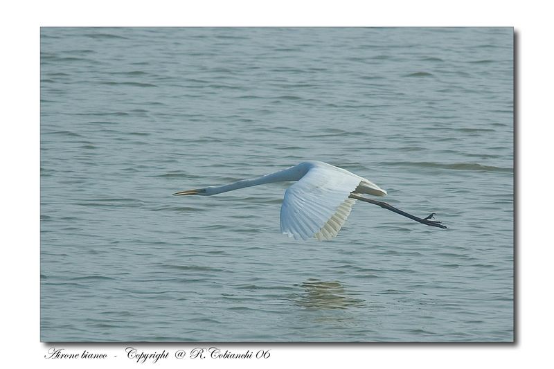 Airone bianco maggiore - Casmerodius albus